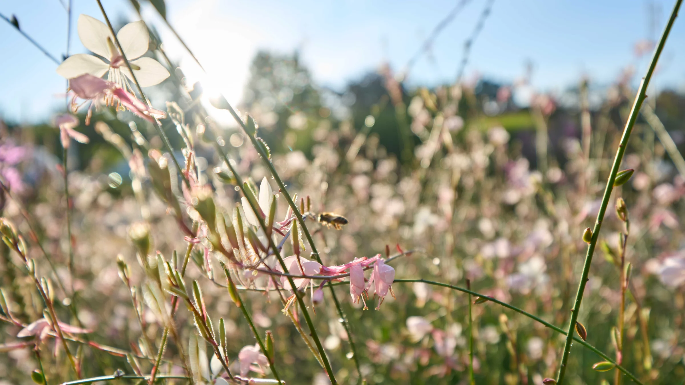 Eine Biene fliegt zwischen blühenden Blumen unter klarem Himmel. Nolte Küchen.