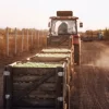 A tractor pulls crates of apples along a dirt road.