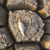 Ein toter Fisch liegt auf trockenem, rissigem Boden.