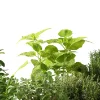 product thumbnail Nolte_Kuechen_Nische_Herbs_HER.jpg