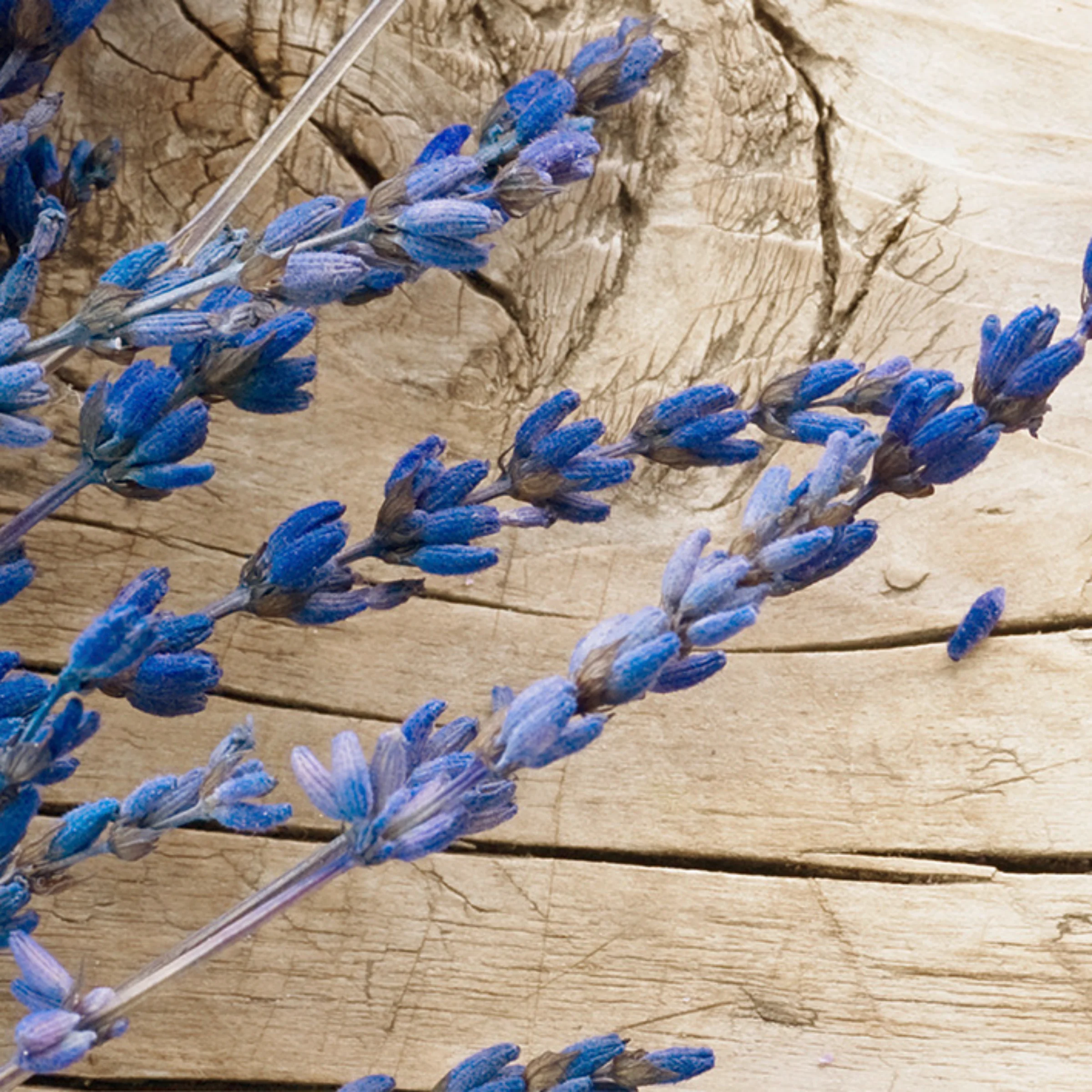 product thumbnail Nolte_Kuechen_Nische_Lavender_LAV.jpg