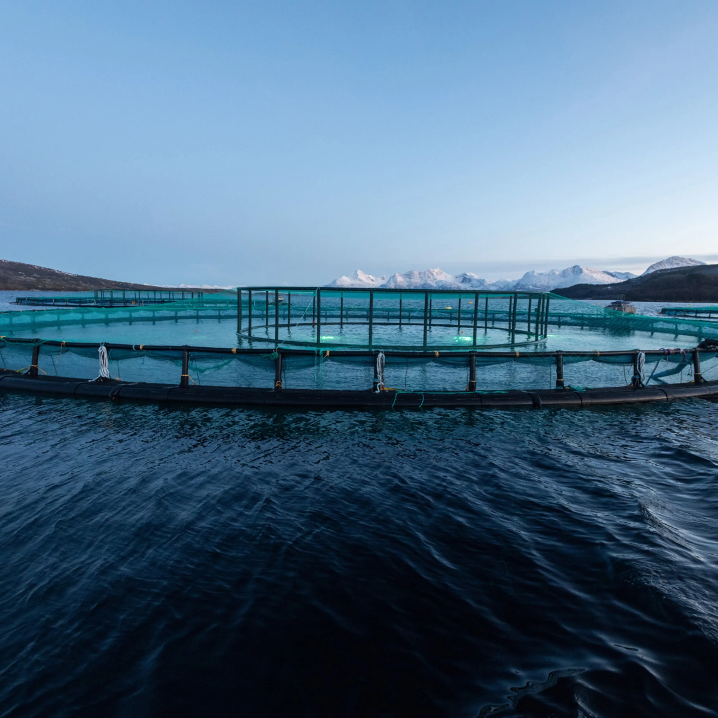 Eine große runde Fischfarm schwimmt im ruhigen Wasser eines Fjords bei klarem Himmel.