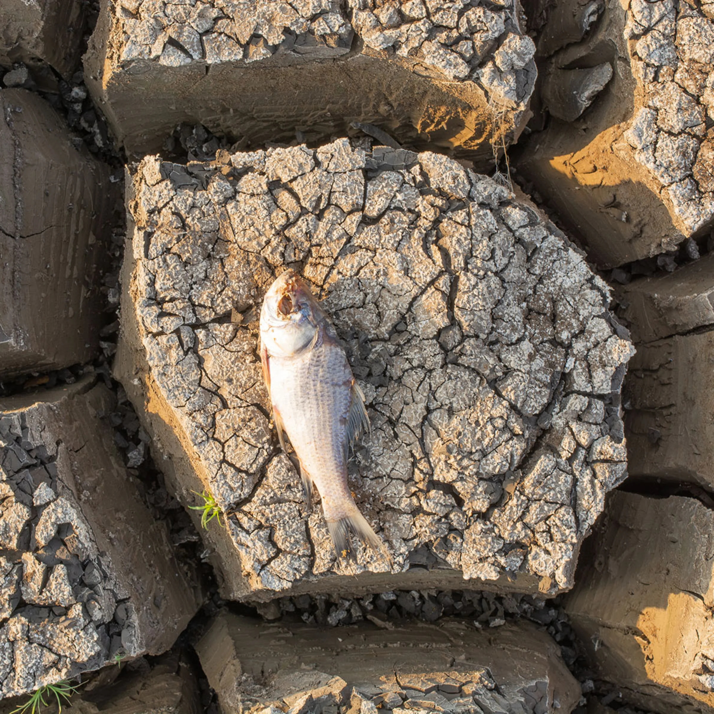 Ein toter Fisch liegt auf trockenem, rissigem Boden.
