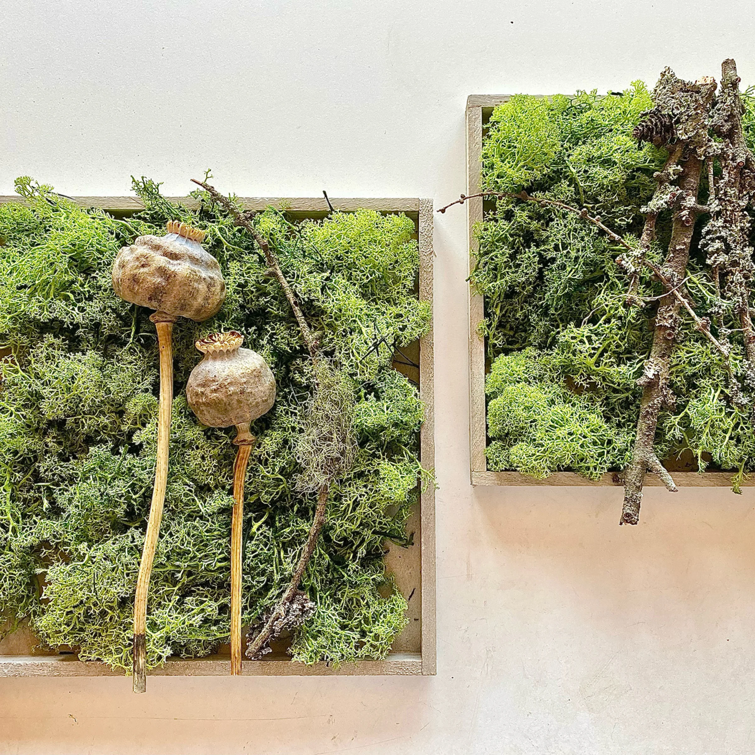 Two square frames with moss, dried poppy pods, and branches on a white background.
