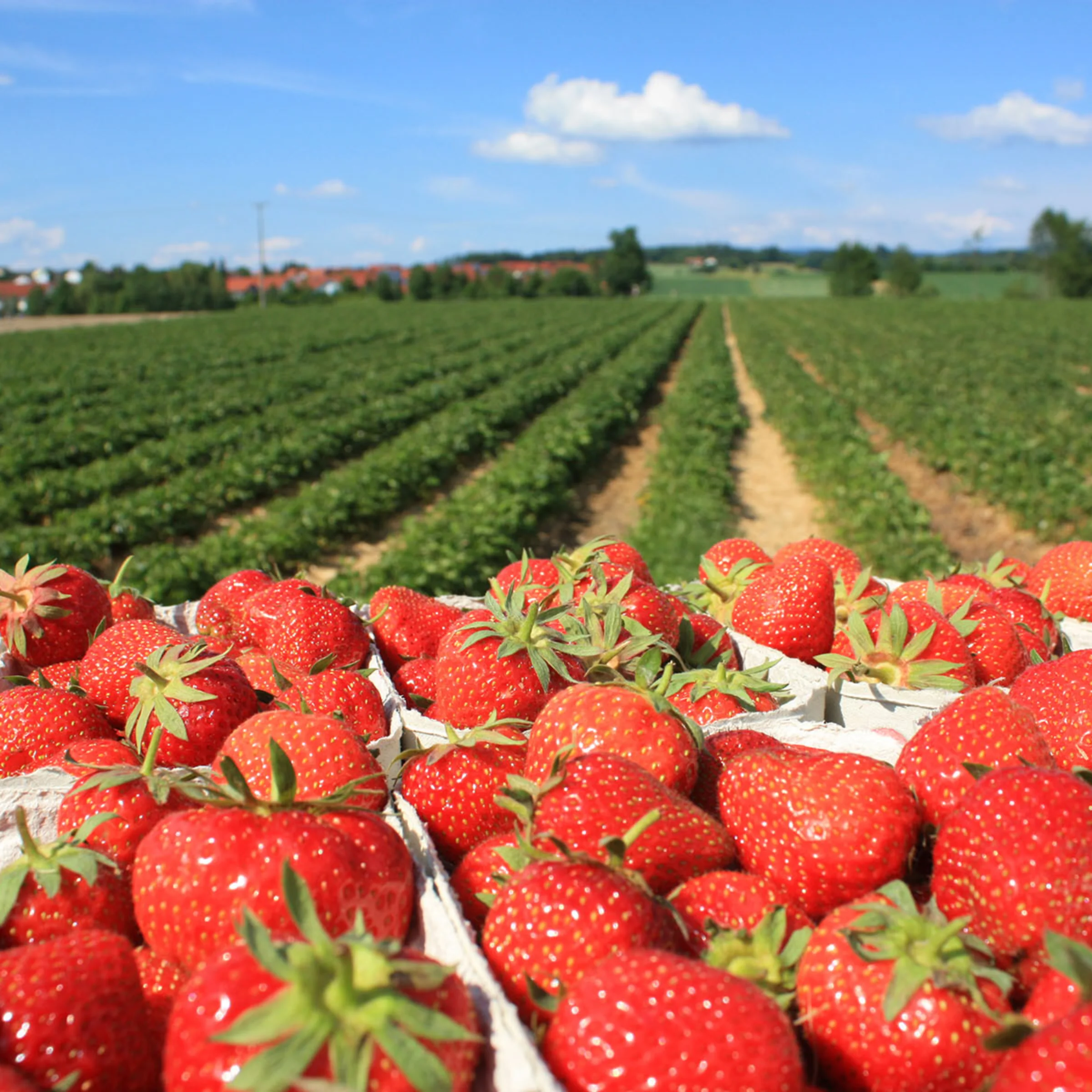 Ein Erdbeerfeld mit blauen Himmel und frischen Erdbeeren im Vordergrund.