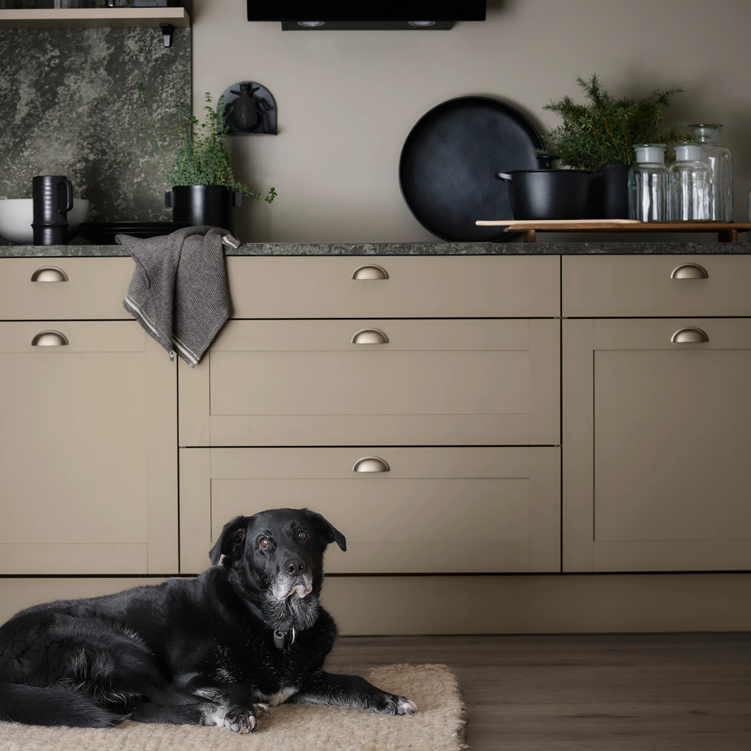 Eine moderne Küche mit einem schwarzen Hund auf einem Teppich. Nolte Küchen.