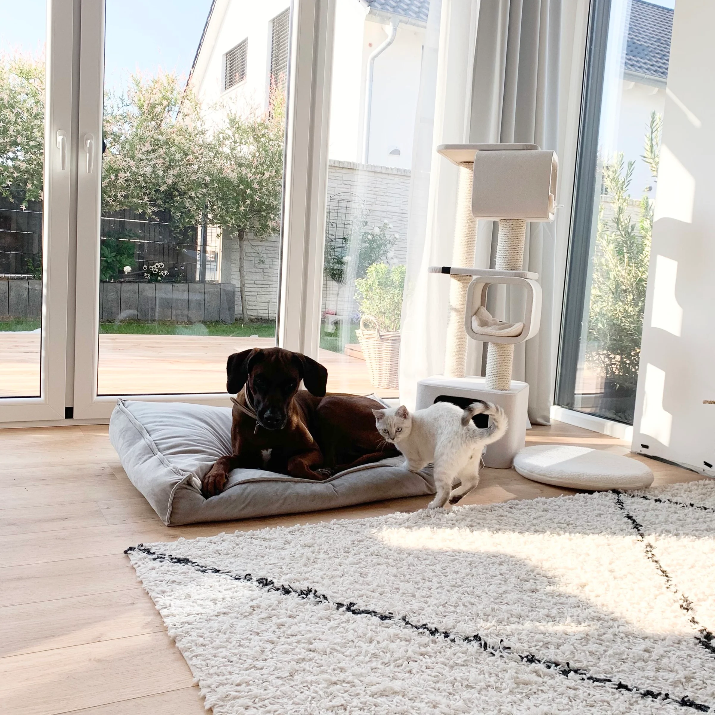 Ein Hund liegt auf einem Kissen neben einer Katze in einem sonnendurchfluteten Wohnzimmer.