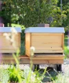 Zwei hölzerne Bienenstöcke stehen im Grünen, umrahmt von lila Blüten. Nolte Küchen.