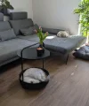 Een grijze bank met een ronde tafel en tulpen, daarnaast slaapt een hond. Nolte Living.