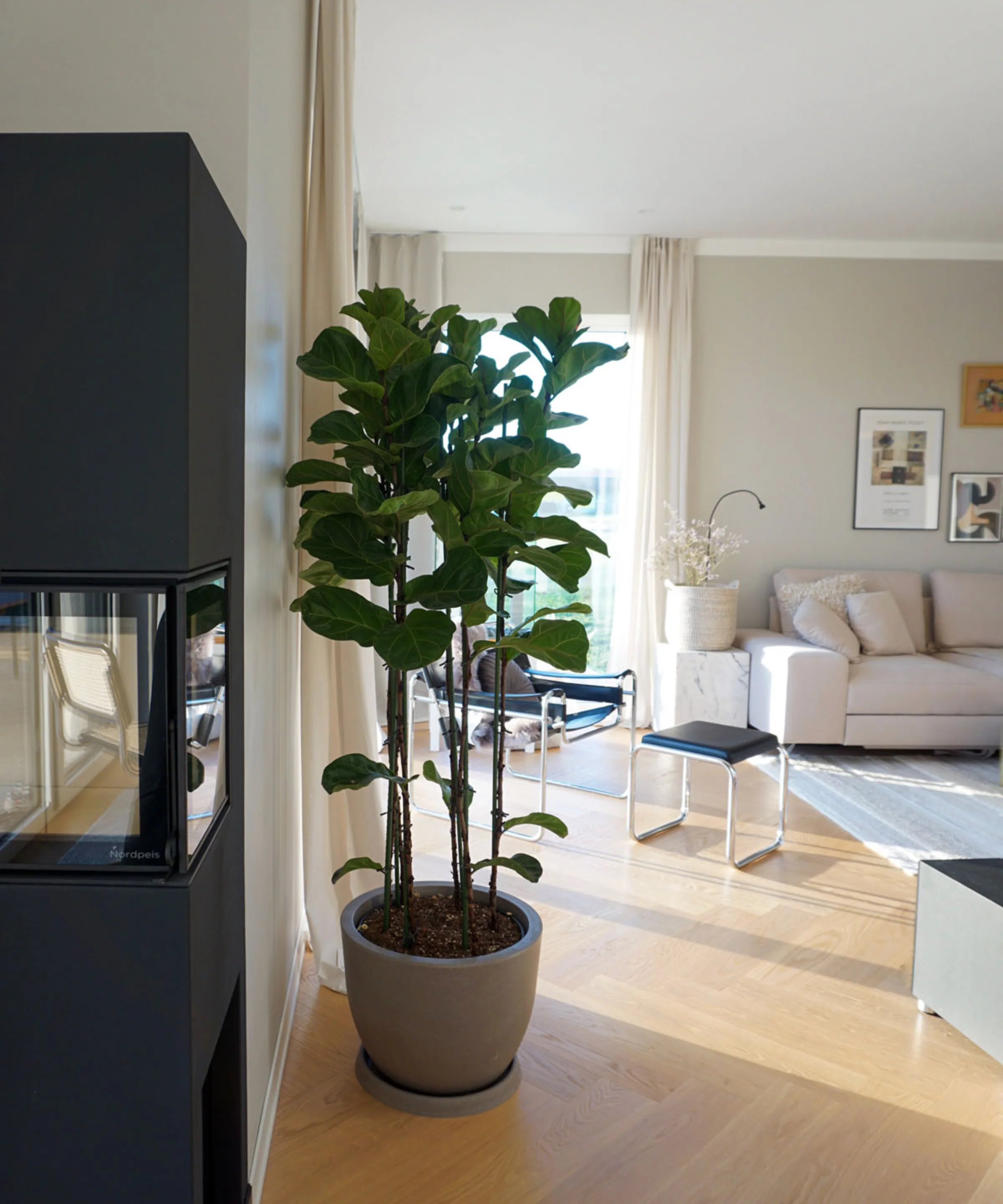 Ein Wohnzimmer mit einem großen Topfpflanze und modernen Möbeln, passend für Nolte Living.