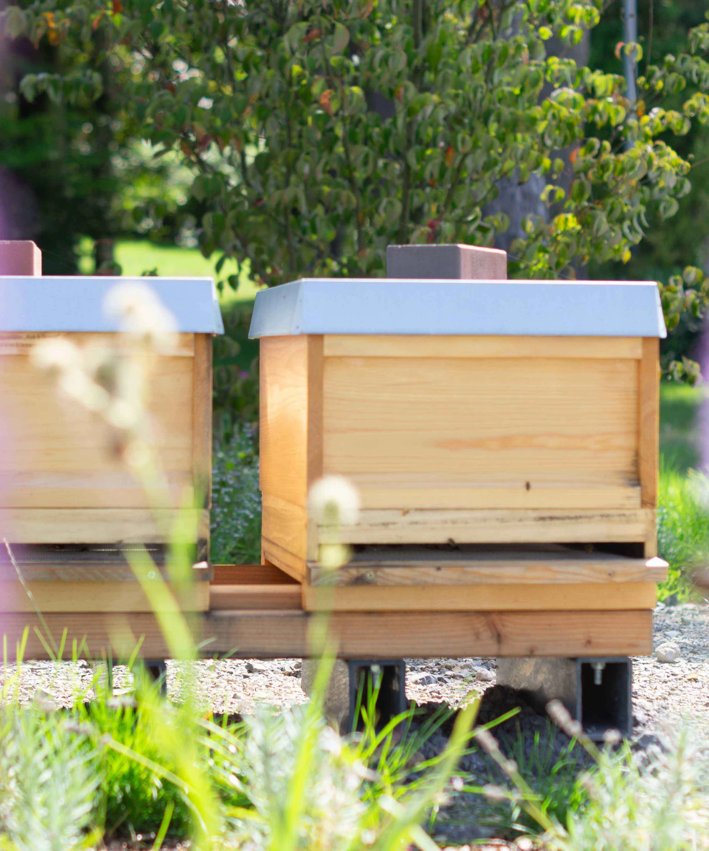 Zwei hölzerne Bienenstöcke stehen im Grünen, umrahmt von lila Blüten. Nolte Küchen.