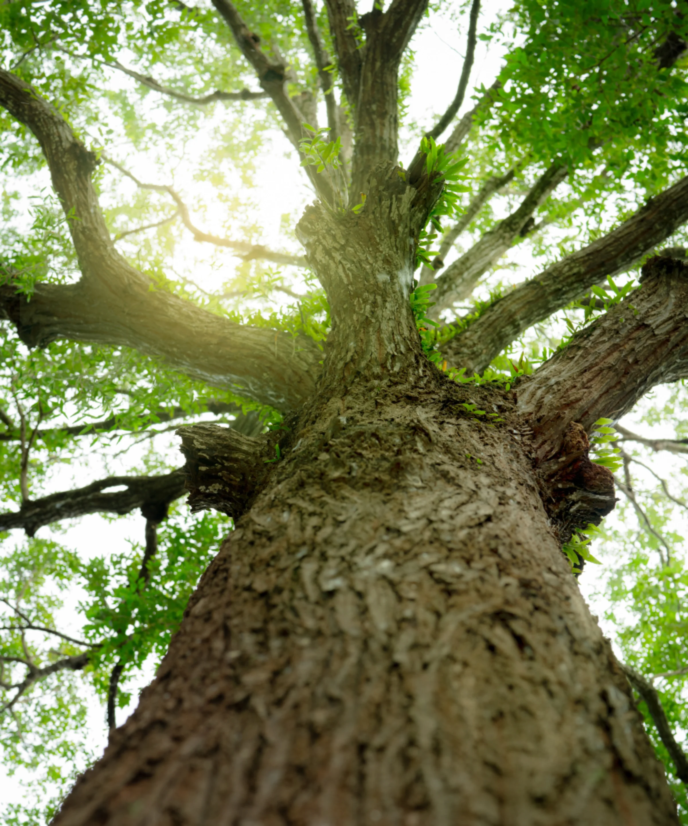 Baum